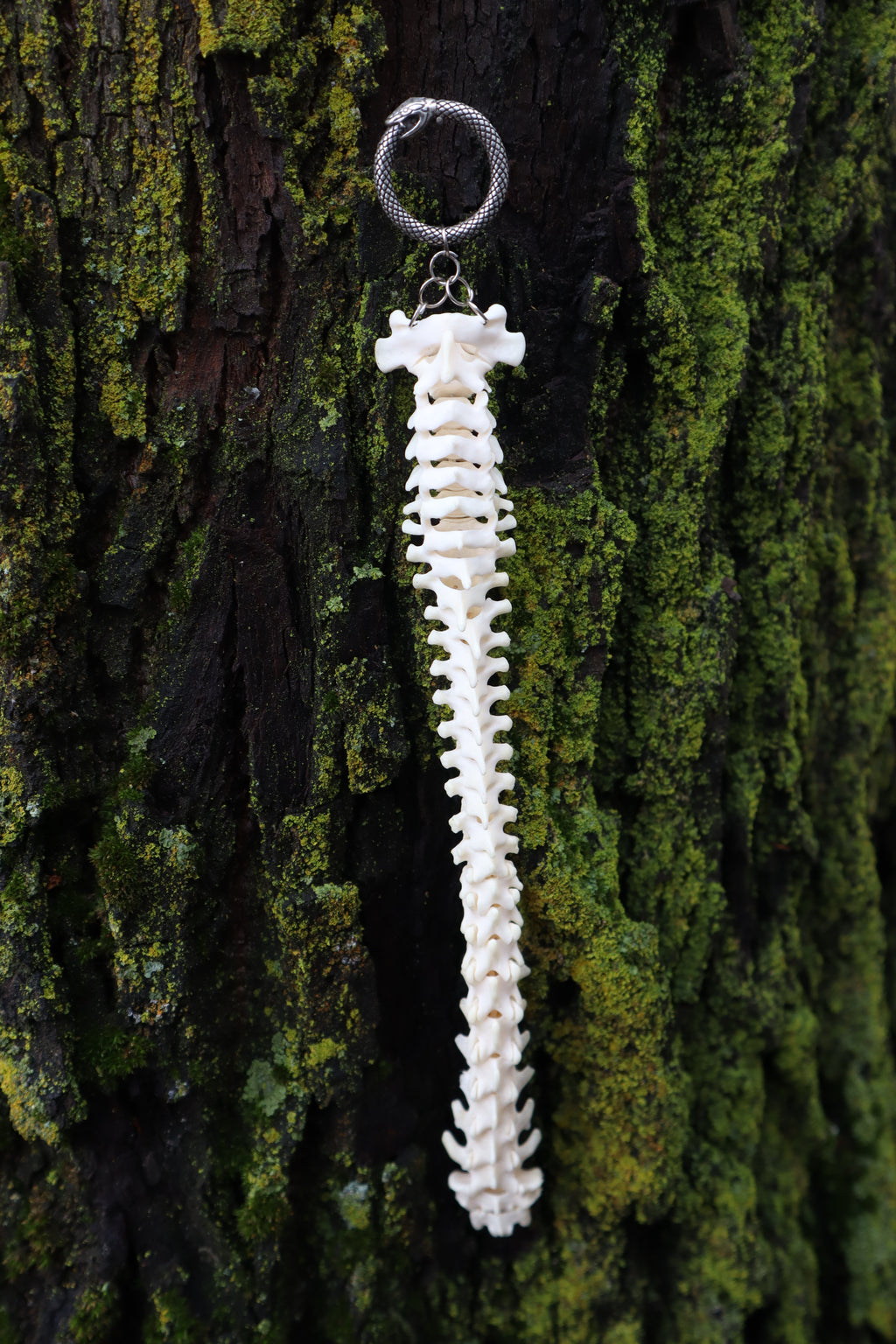 Raccoon Spinal Column Articulation
