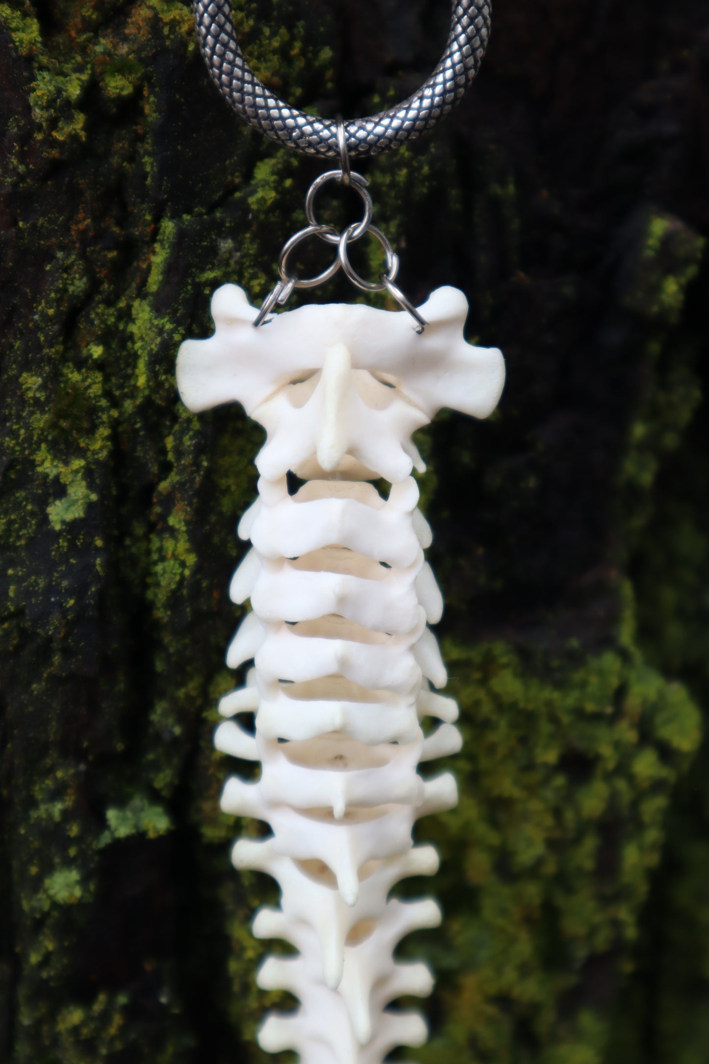 Raccoon Spinal Column Articulation