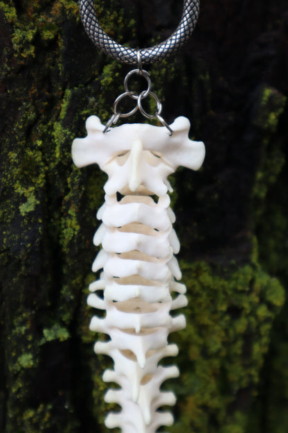 Raccoon Spinal Column Articulation