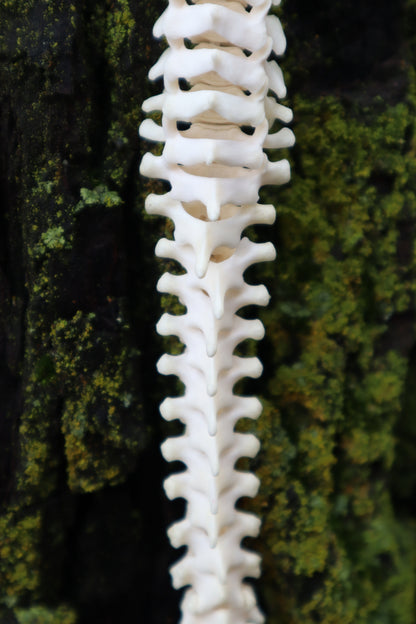 Raccoon Spinal Column Articulation