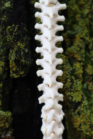 Raccoon Spinal Column Articulation