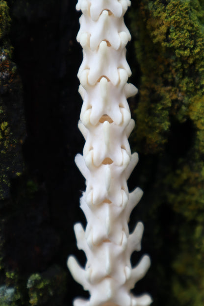 Raccoon Spinal Column Articulation