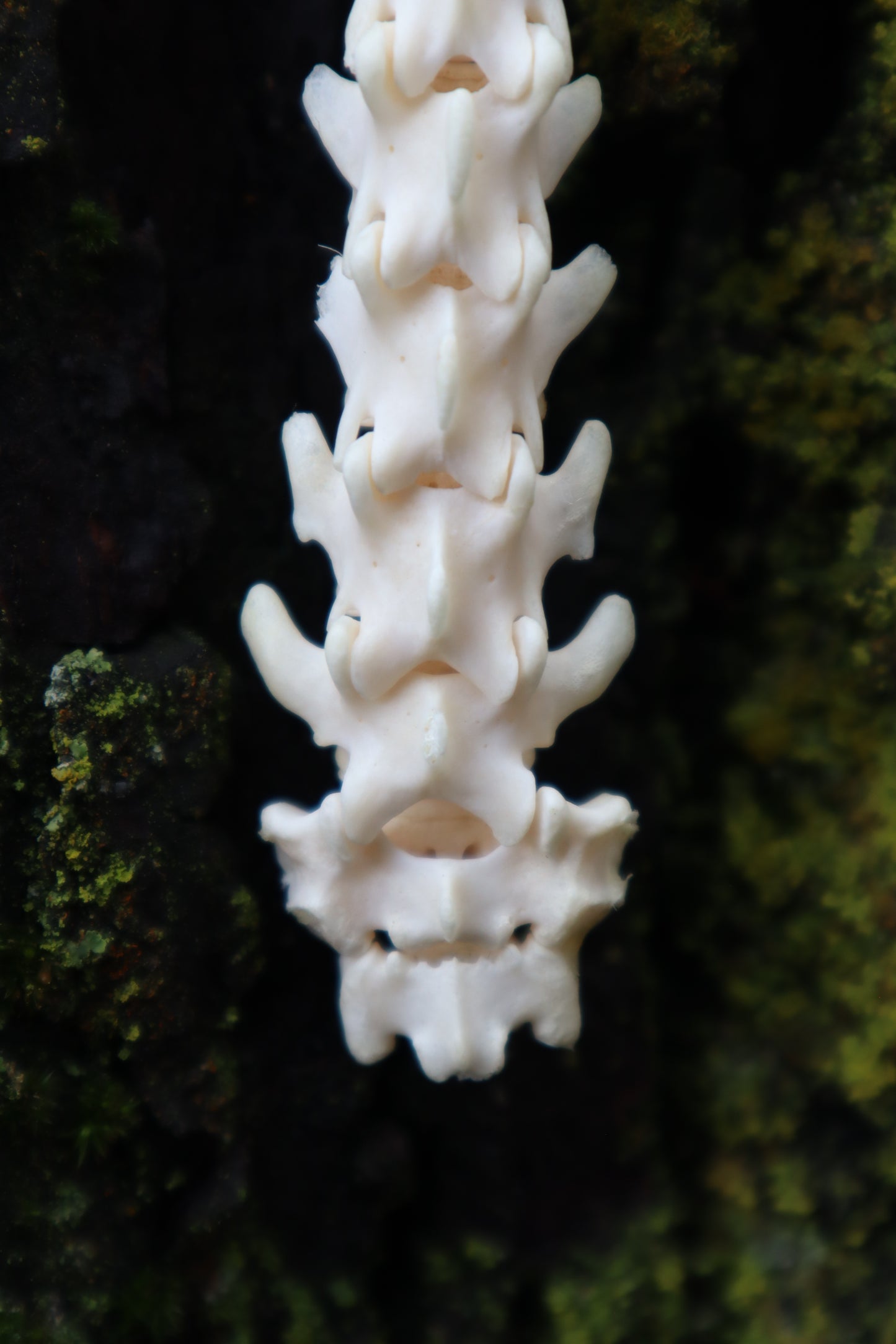 Raccoon Spinal Column Articulation