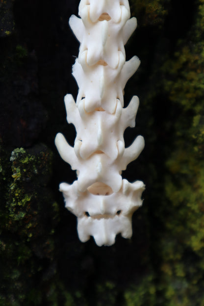 Raccoon Spinal Column Articulation