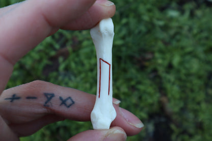 Mountain Lion Bone Younger Futhark Rune Set with Leather Case