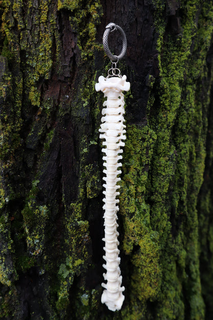 Raccoon Spinal Column Articulation