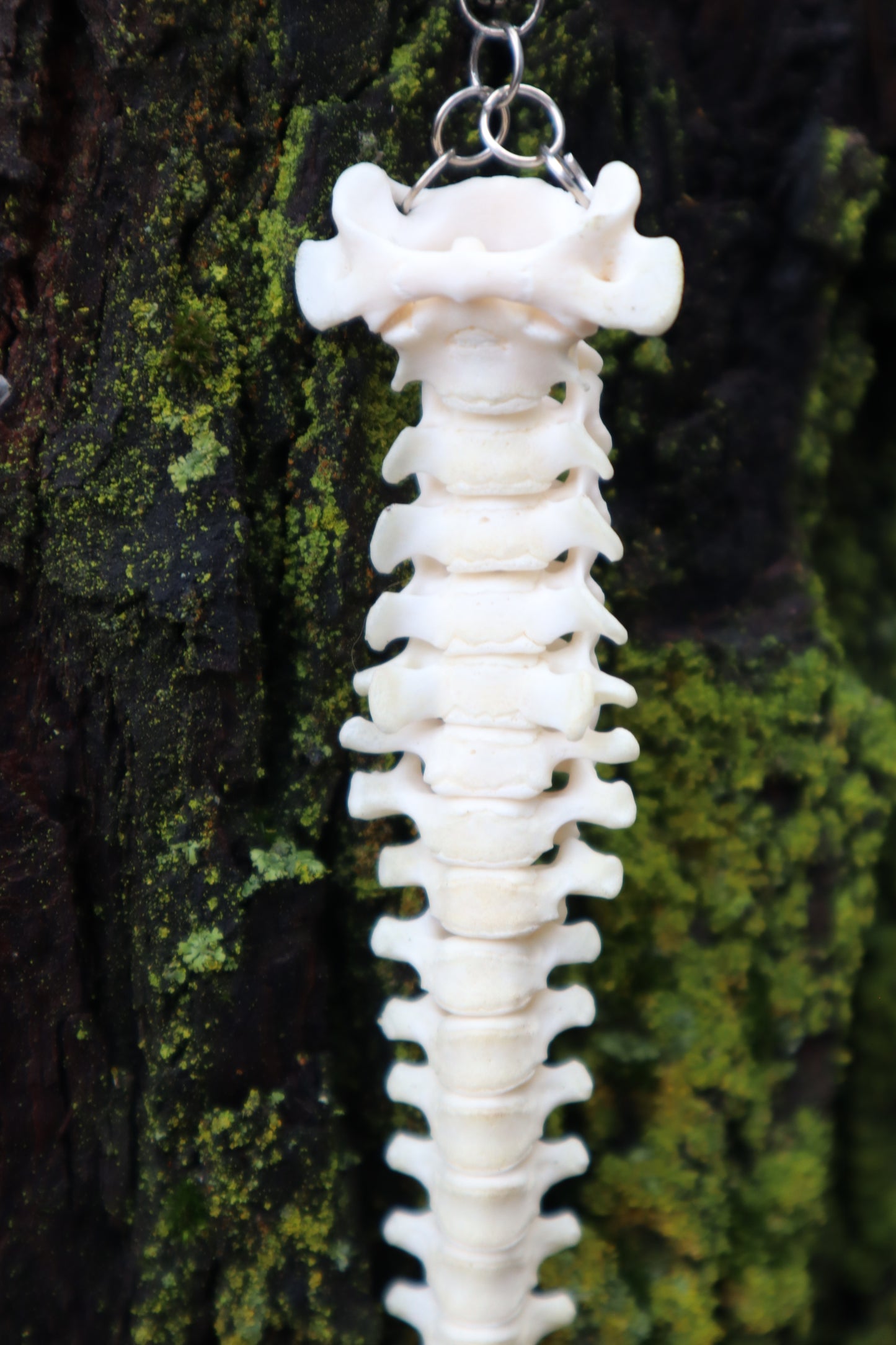 Raccoon Spinal Column Articulation