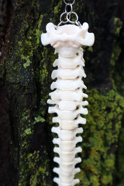 Raccoon Spinal Column Articulation