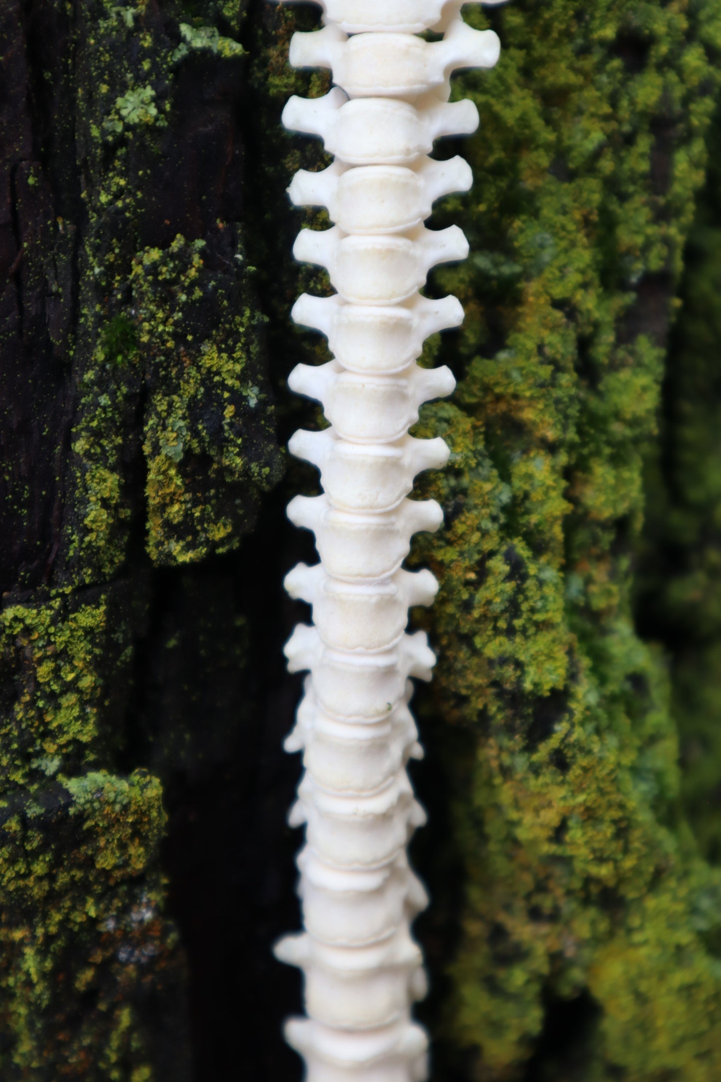 Raccoon Spinal Column Articulation
