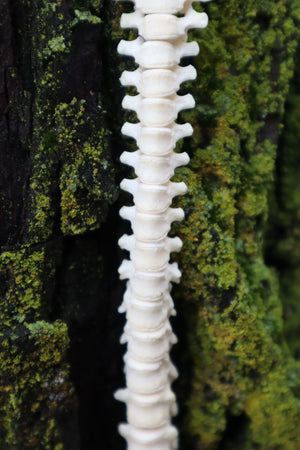 Raccoon Spinal Column Articulation