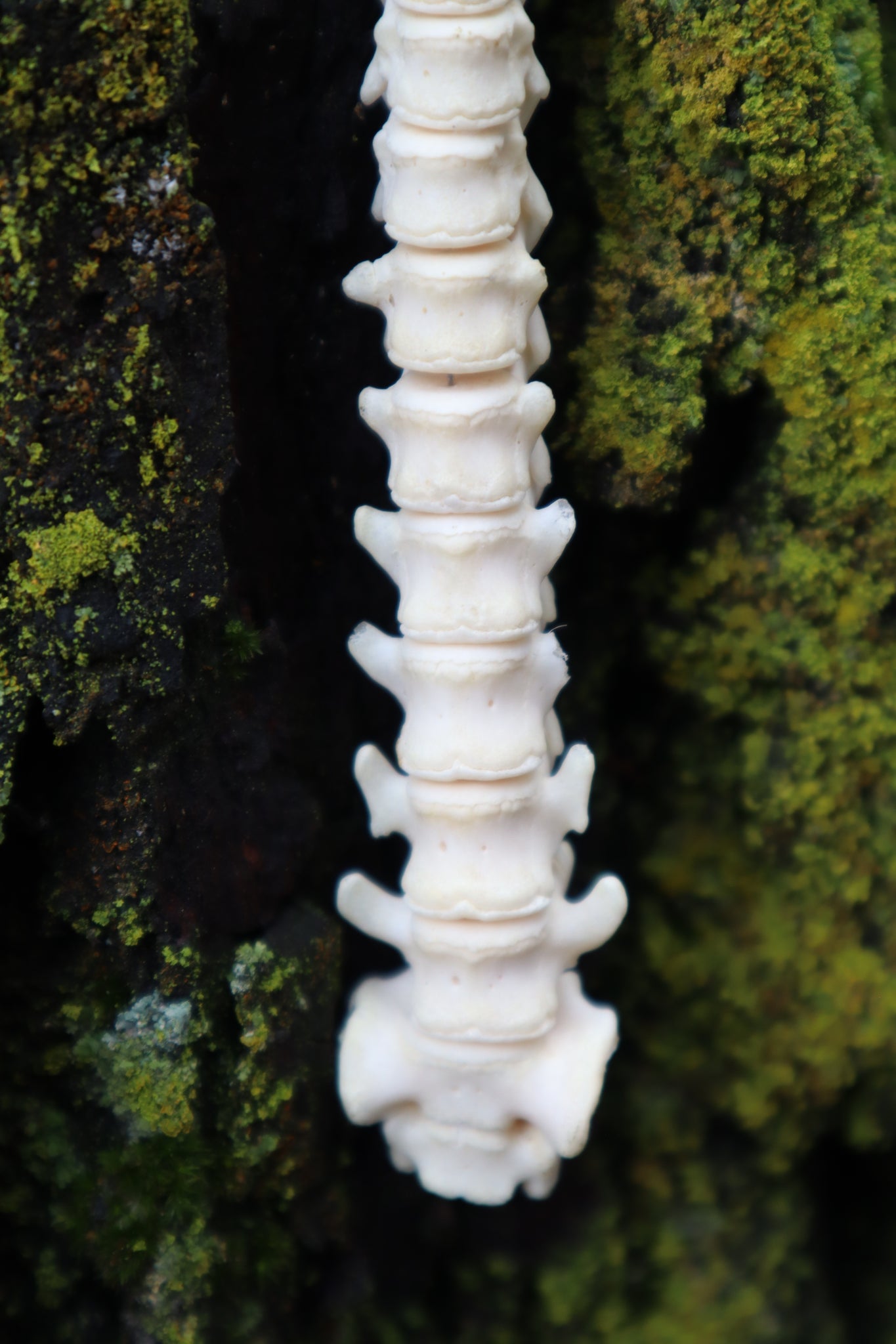 Raccoon Spinal Column Articulation