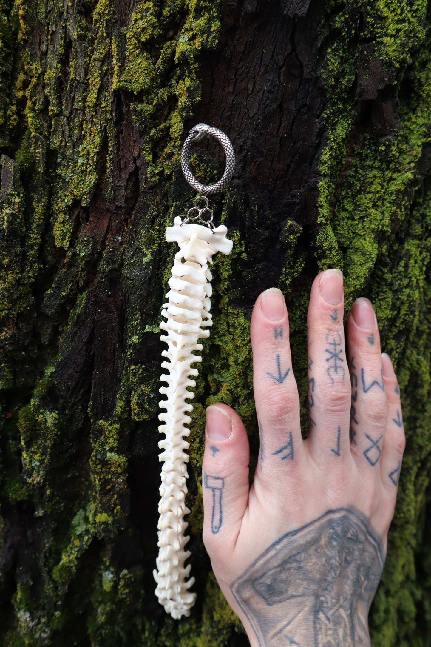 Raccoon Spinal Column Articulation