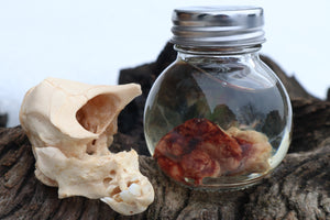 Holoprosencephalic/Cyclopic Piglet Skull and Wet Specimen Brain