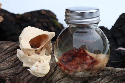 Holoprosencephalic/Cyclopic Piglet Skull and Wet Specimen Brain