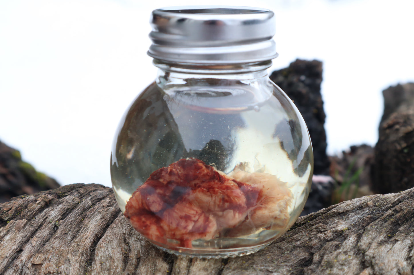 Holoprosencephalic/Cyclopic Piglet Skull and Wet Specimen Brain