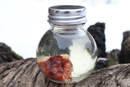 Holoprosencephalic/Cyclopic Piglet Skull and Wet Specimen Brain
