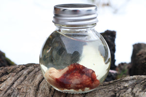 Holoprosencephalic/Cyclopic Piglet Skull and Wet Specimen Brain