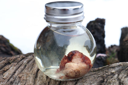 Holoprosencephalic/Cyclopic Piglet Skull and Wet Specimen Brain