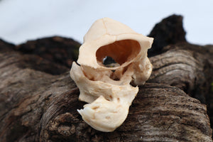 Holoprosencephalic/Cyclopic Piglet Skull and Wet Specimen Brain