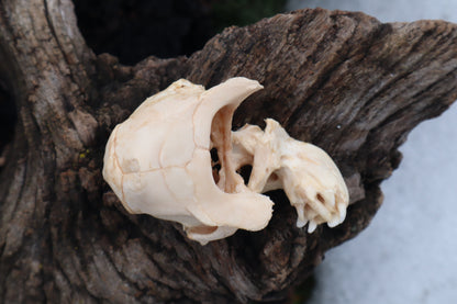 Holoprosencephalic/Cyclopic Piglet Skull and Wet Specimen Brain