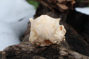 Holoprosencephalic/Cyclopic Piglet Skull and Wet Specimen Brain