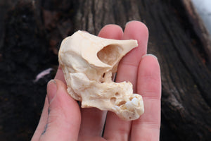 Holoprosencephalic/Cyclopic Piglet Skull and Wet Specimen Brain