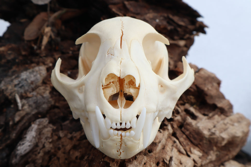 Pathological Juvenile Bobcat Skull