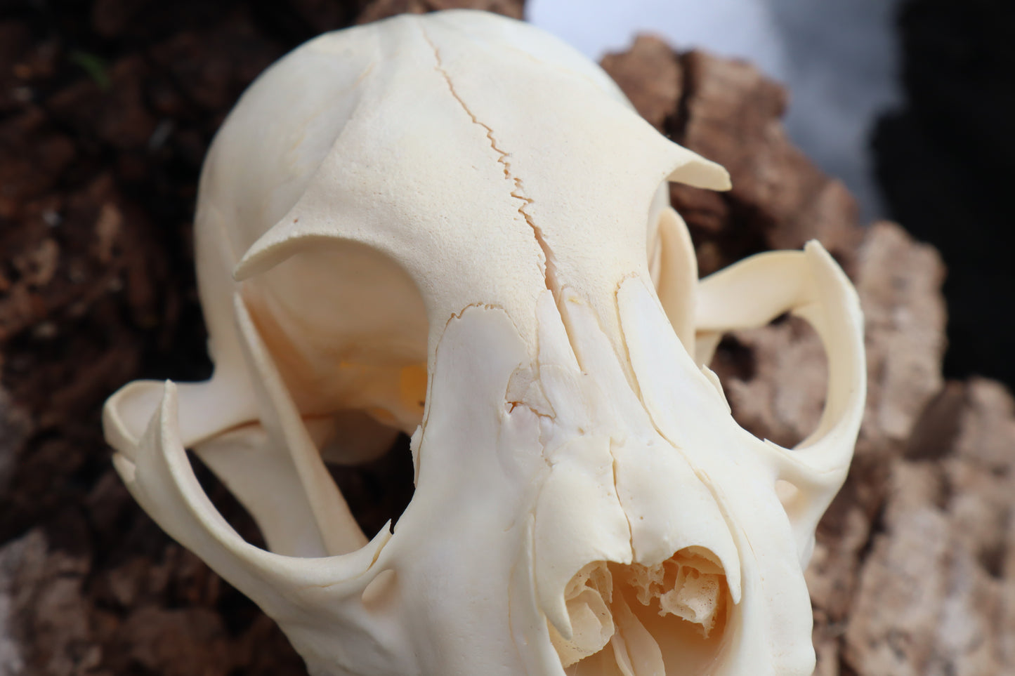 Pathological Juvenile Bobcat Skull