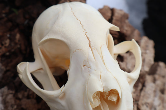 Pathological Juvenile Bobcat Skull