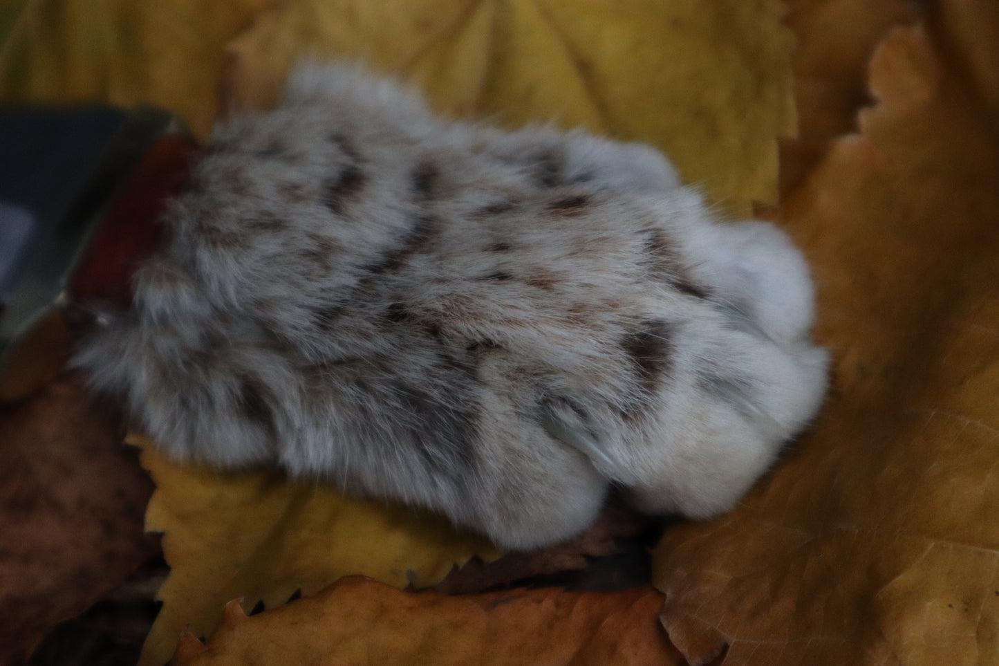 Bobcat Paw Knife
