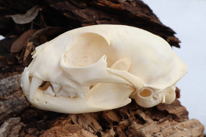 Pathological Juvenile Bobcat Skull