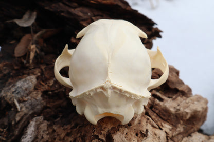 Pathological Juvenile Bobcat Skull