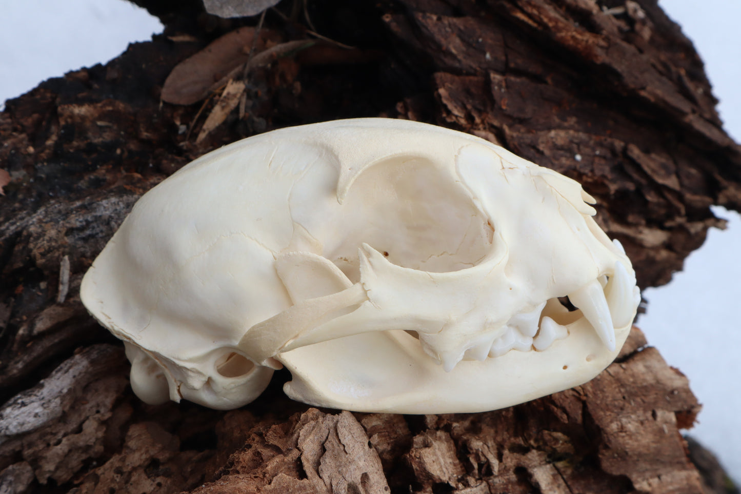 Pathological Juvenile Bobcat Skull
