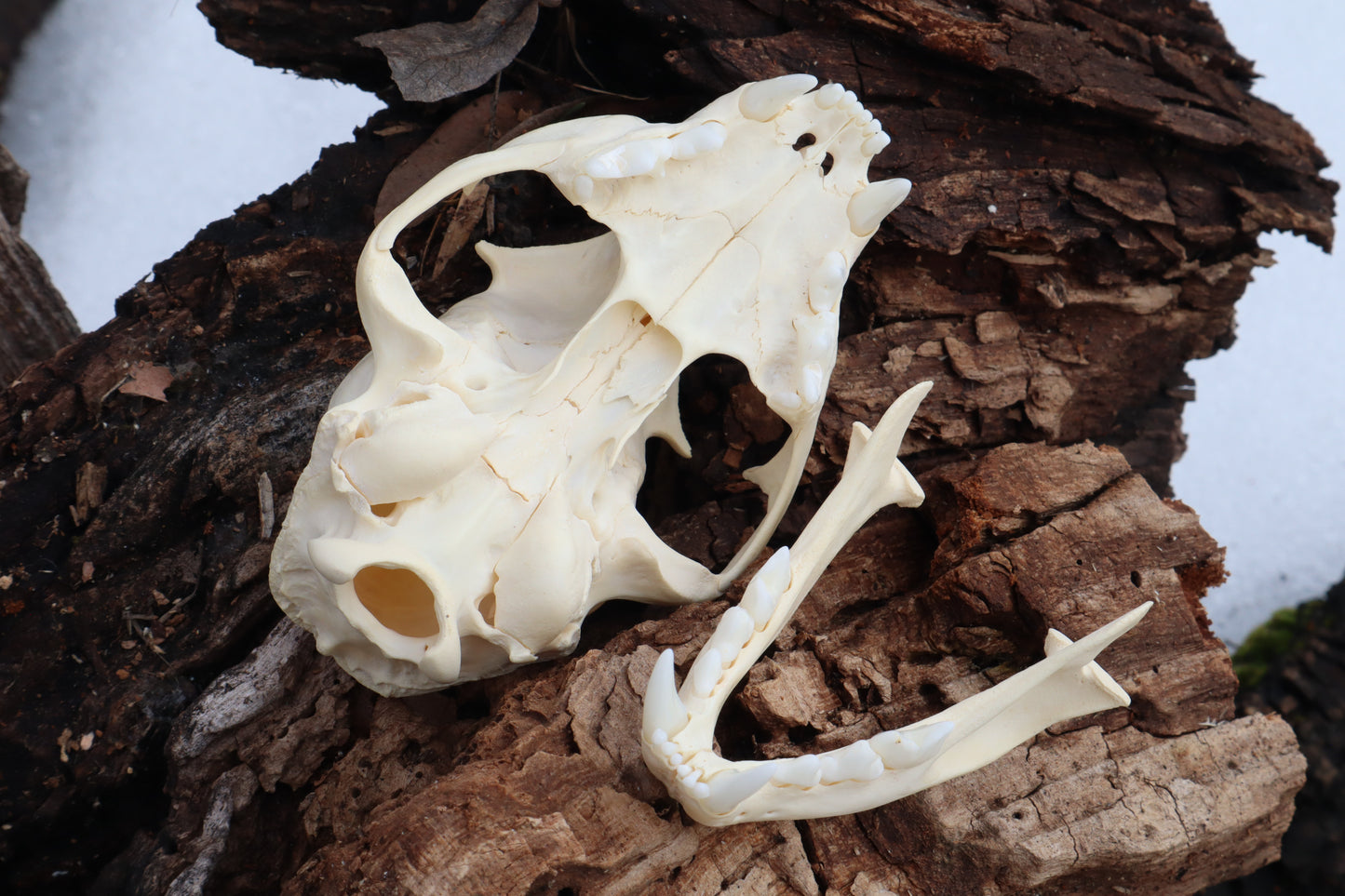 Pathological Juvenile Bobcat Skull