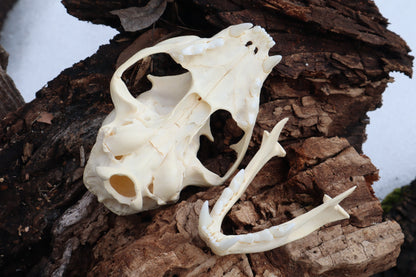 Pathological Juvenile Bobcat Skull