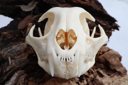 Bobcat Skull