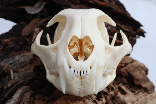 Bobcat Skull