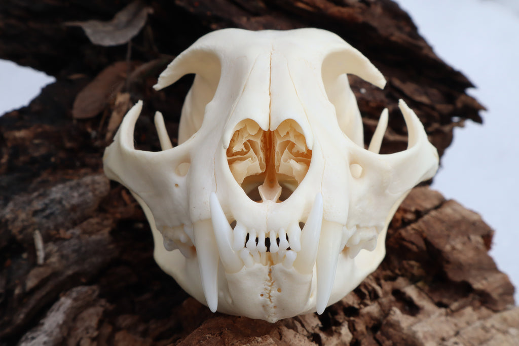Bobcat Skull