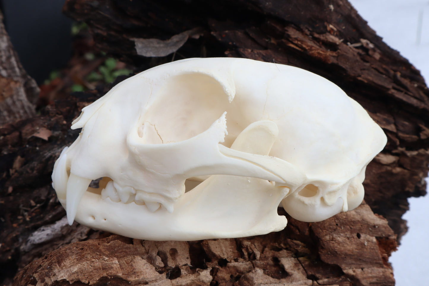 Bobcat Skull