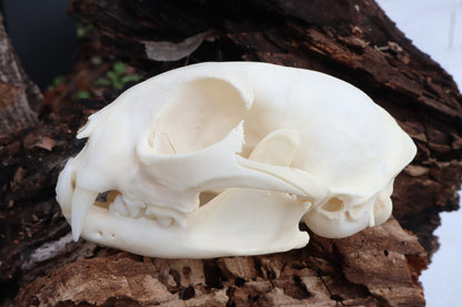 Bobcat Skull