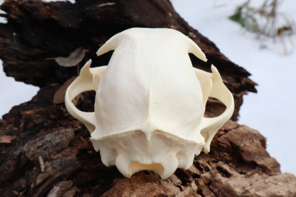 Bobcat Skull