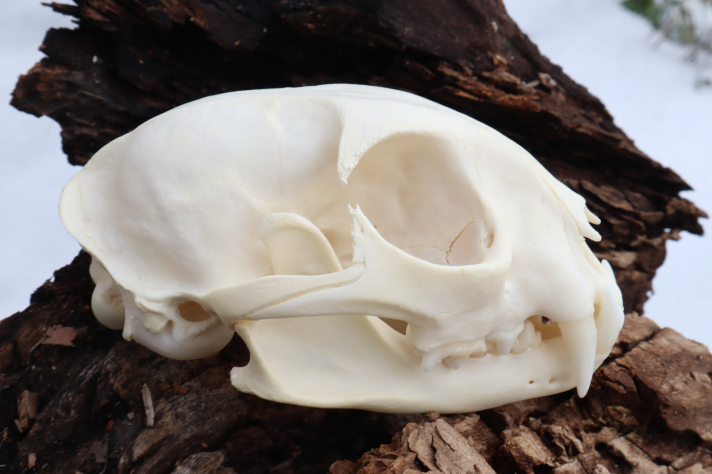Bobcat Skull
