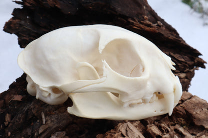 Bobcat Skull