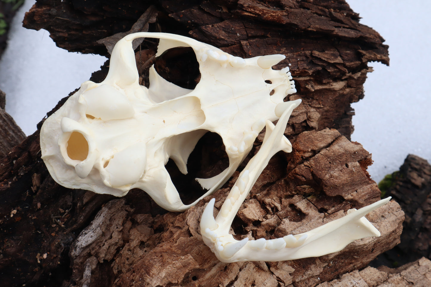 Bobcat Skull