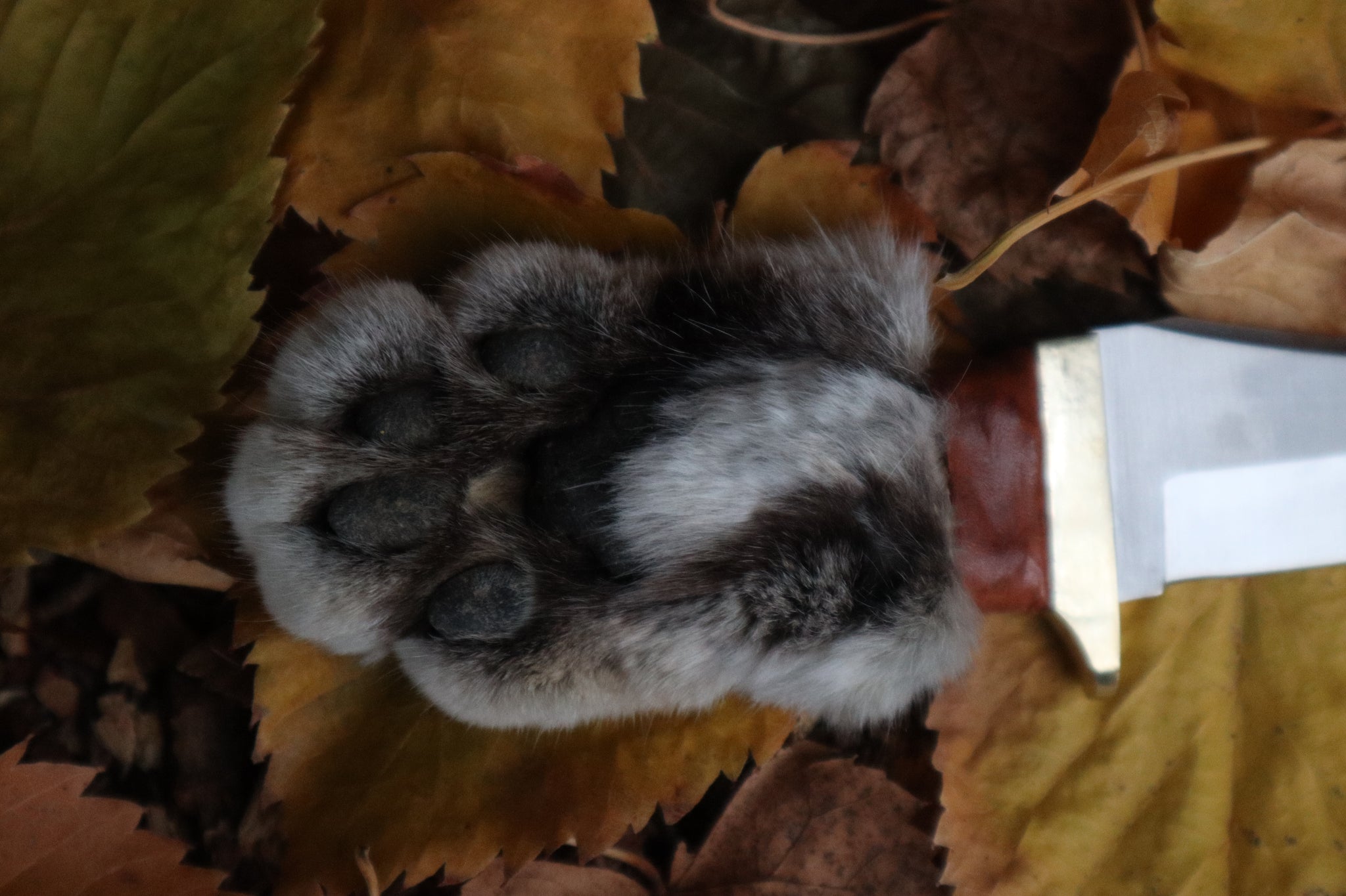 Bobcat Paw Knife