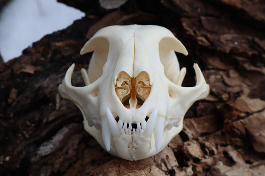 Bobcat Skull