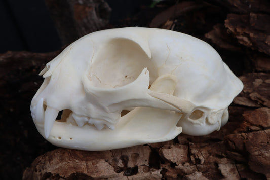 Bobcat Skull