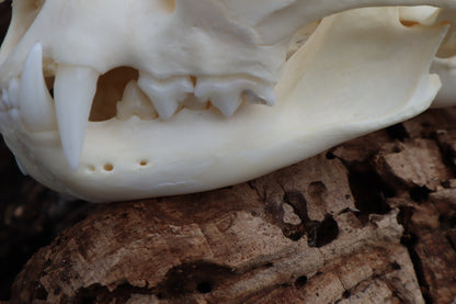 Bobcat Skull