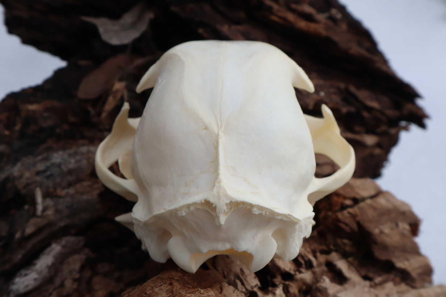 Bobcat Skull