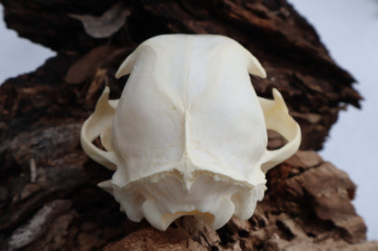 Bobcat Skull
